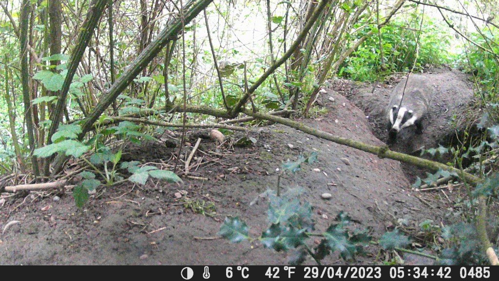 Don’t badger badgers