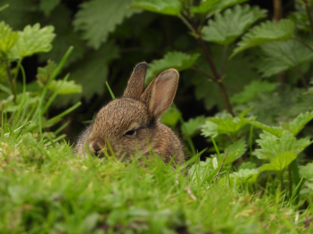 The many colours of Spring